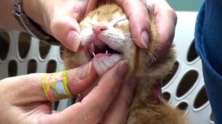 Kitten's First Vet Visit - YouTube
