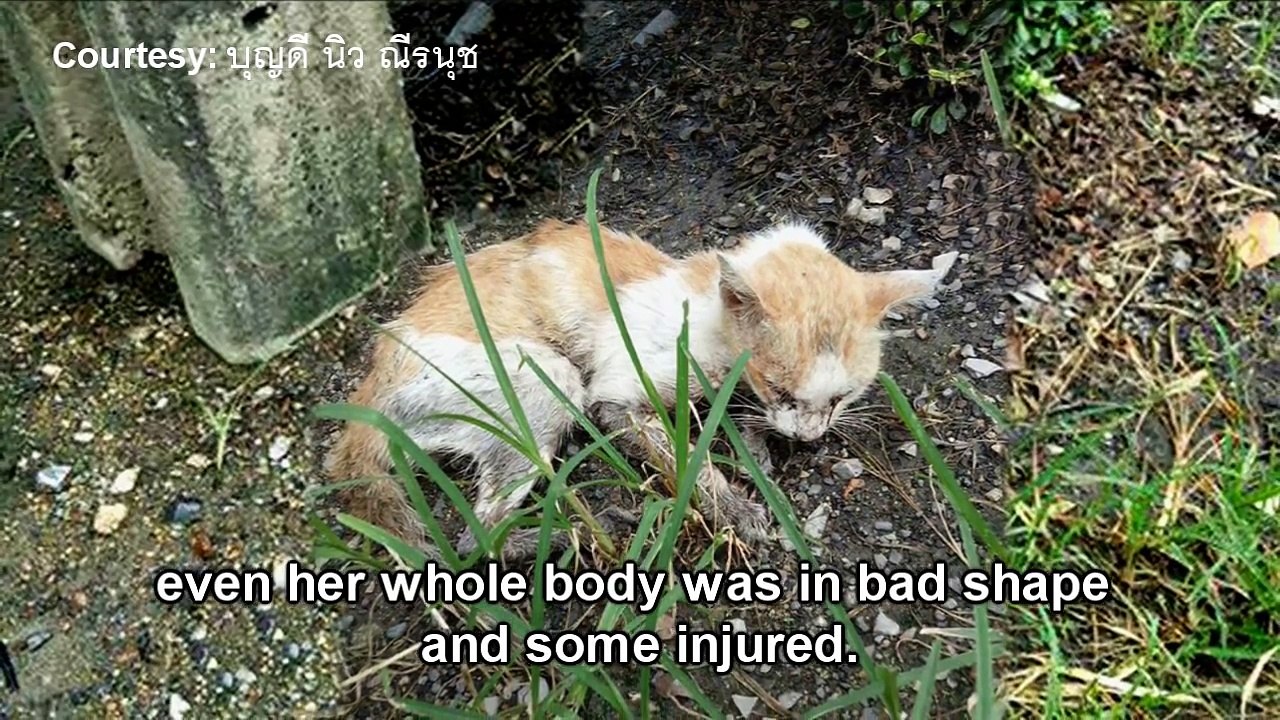 Sick Cat Screaming for Help - YouTube