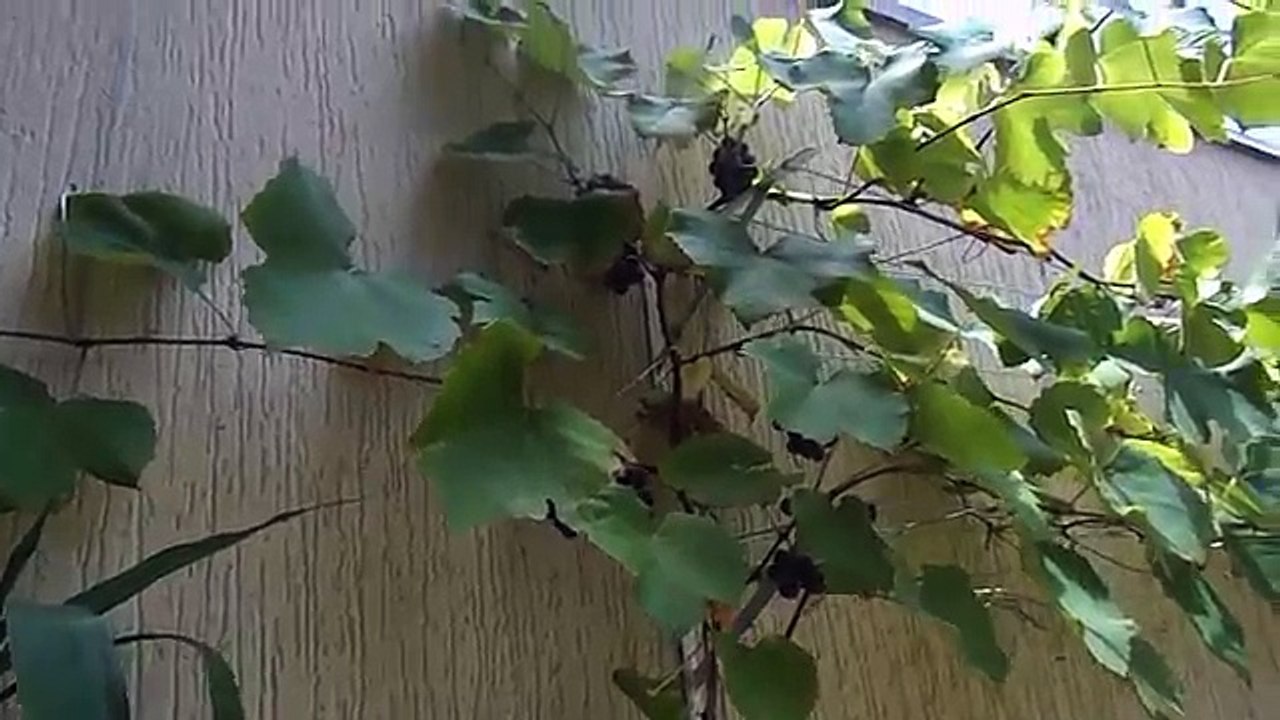 Como Plantar Uva em Vaso, Videira em Vaso, 03 Produzindo