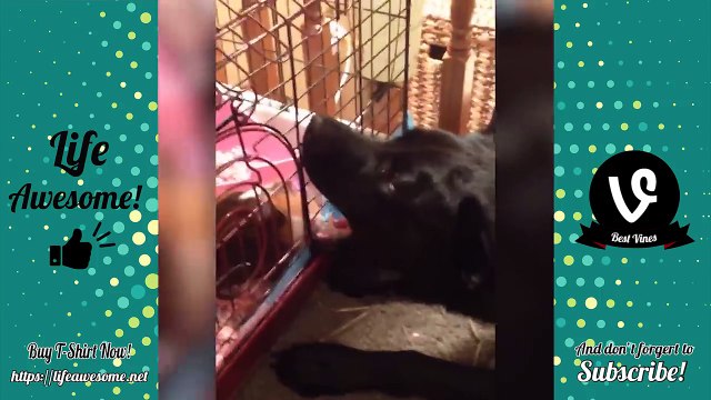 FUNNY DOGS - CUTE PUPPIES 2018 | Try Not to Laugh Animals - Pets Compilation 2018