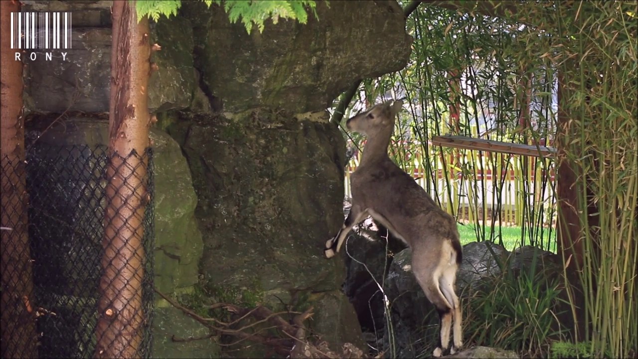 Grand Bharal ou Mouton Bleu