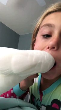 Un cacatoès arrache la dent de lait d'une petite fille