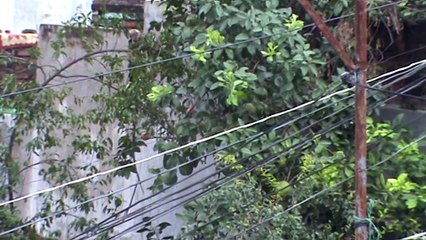 Pomegranate tree and bird