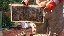 صعوبات كبيرة تواجهها مهنة تربية النحل في ريف #حلب الغربيتقرير: إبراهيم الخطيب #أورينت #سوريا