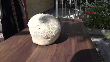 Kayseri Bahçedeki 2.5 Kiloluk Dev Mantar Hd