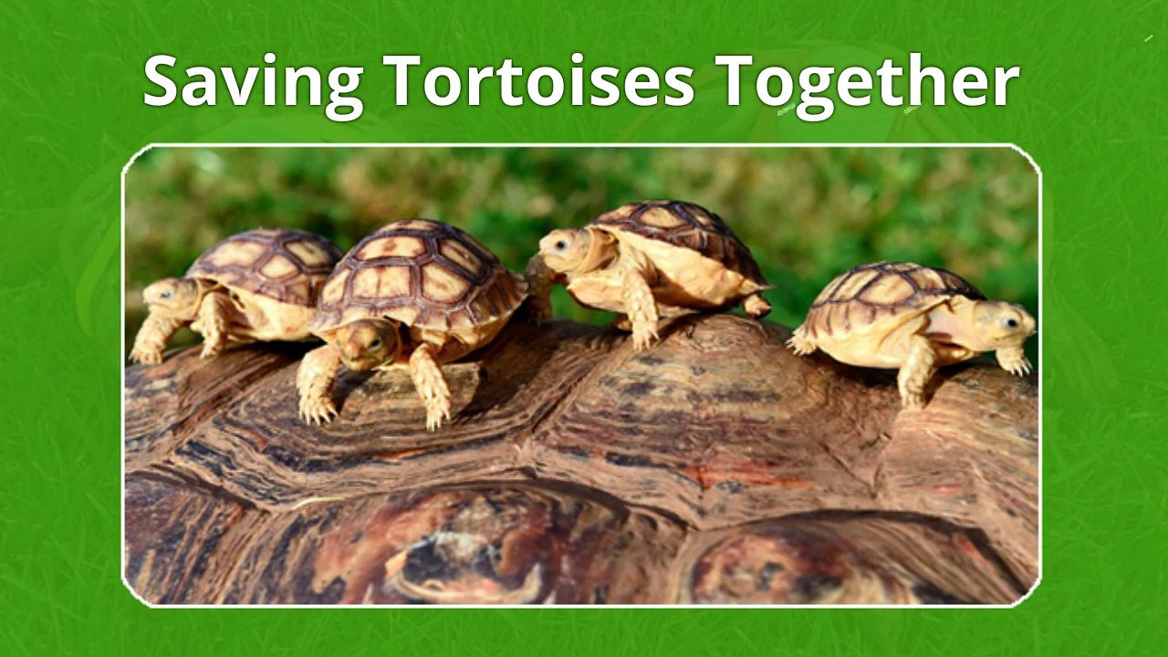 Saving Tortoises Together