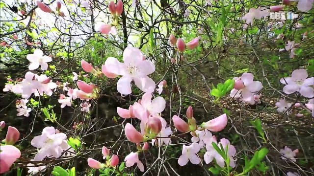 한국기행 - Korea travel_시골식당 5부 봄 날 오후_#001