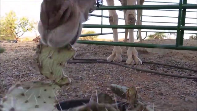 Ce chameau mange des cactus plein de piquant et ne sent même pas la douleur