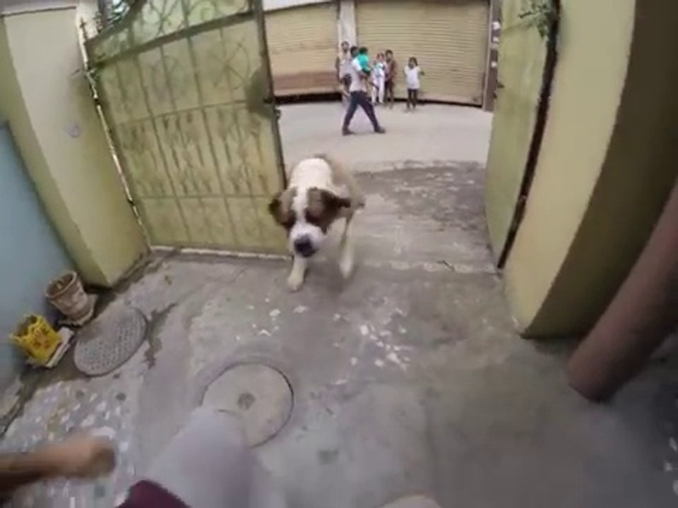 En plein parkour il tombe nez à nez avec un énorme chien