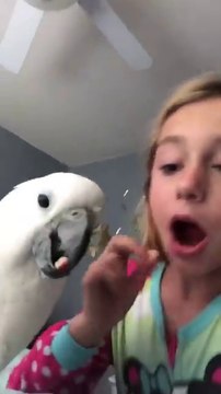 Elle se fait arracher une dent par son perroquet