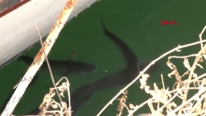 Kurbağalıdere'ye Balıklar Hızla Geri Dönüyor 1