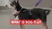 What Is Dog Flu? Highly Contagious Disease Spreading In Parts Of U.S.