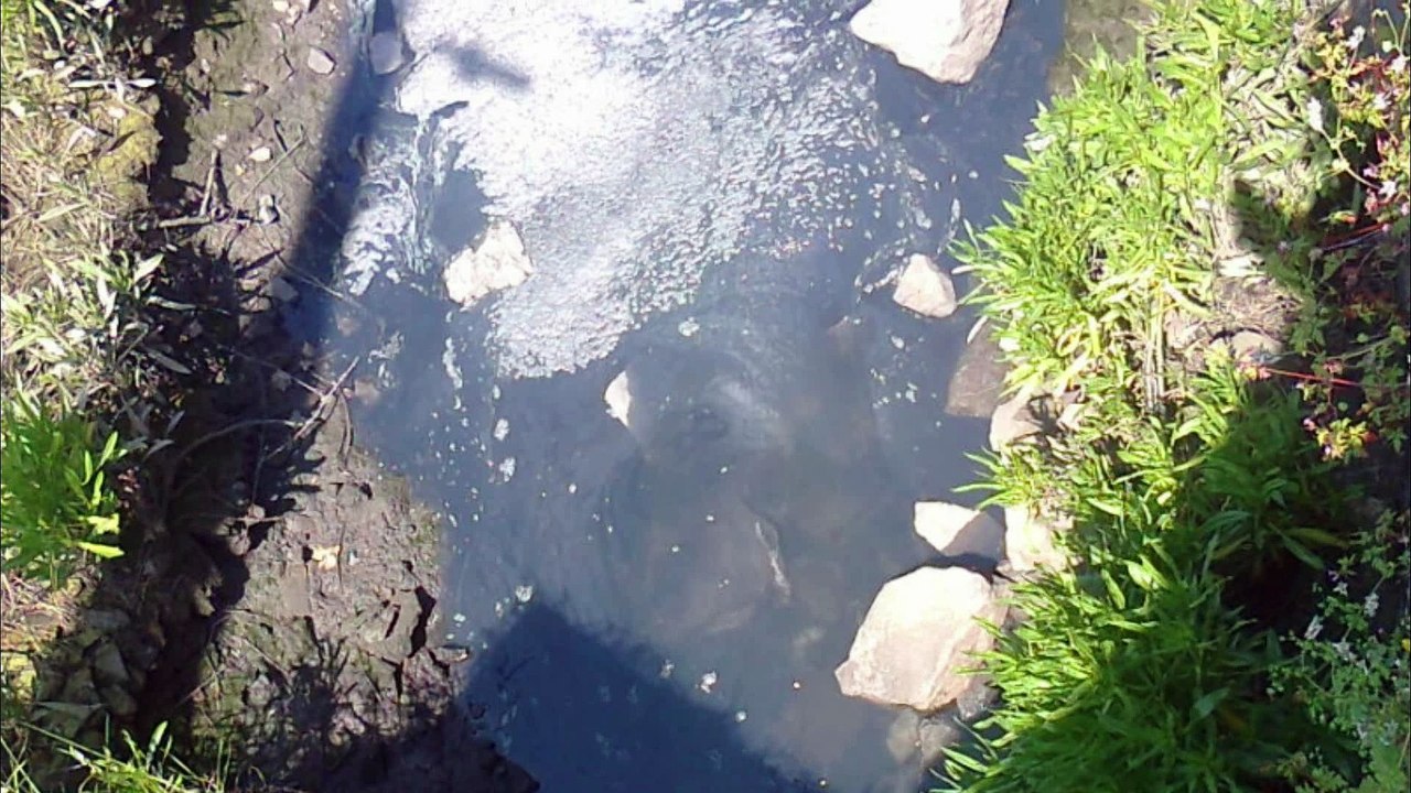 Denuncian vertidos contaminantes y pestilentes a la ría de Villaviciosa, Asturias