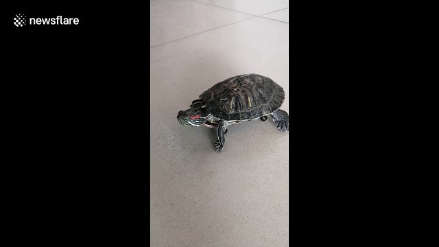 Tiny turtle rides miniature skateboard