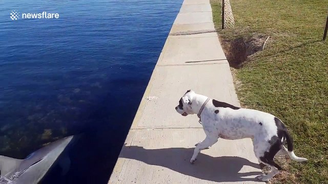 Very Australian man and dog react to seeing dolphins close to shore