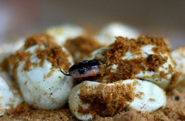 Yılan Zehri Anne Sütünden Geçti