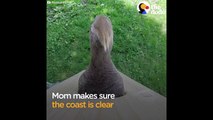 Baby Animals Figure Out Life - The Dodo Best Of