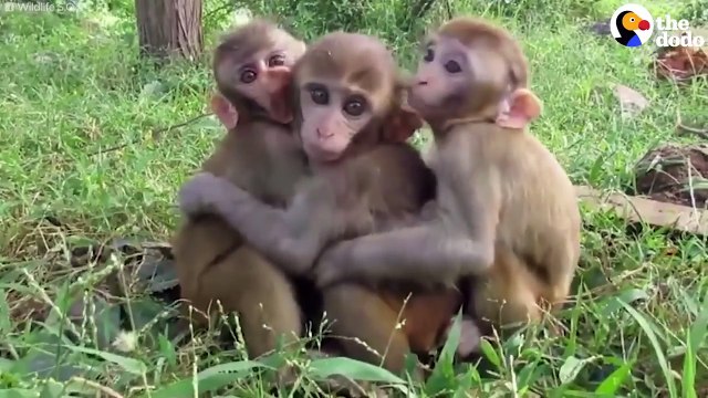 Cuddly Animals That Will Keep You Warm This Winter- Cute Animal Compilation - The Dodo Best Of