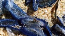 13 Weirdest Creatures Washed Ashore