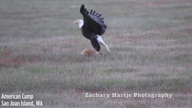 Incroyable vidéo d'un lapin capturé par un renard qui est attrapé par un aigle