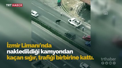 Limandan kaçan sığır trafiği birbirine kattı