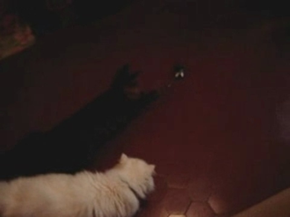 Les chats et Le Picooz