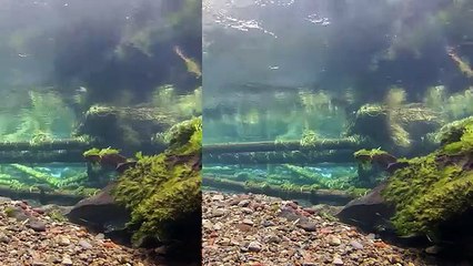 Suspicious Giant Trout: Virtual River Aquarium: HD Underwater Video