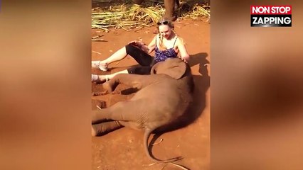 Quand un éléphanteau câline (un peu trop) une touriste américaine (vidéo)