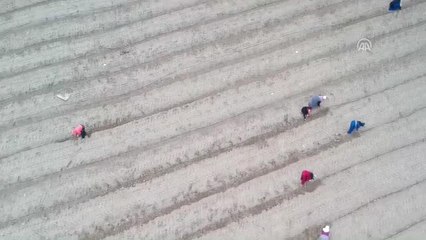 Tarlada İşçilik Yaparak Patronluğa Yürüdü