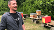 Surmortalité des abeilles : un apiculteur témoigne