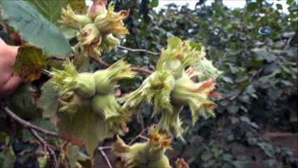 Altınordu Ziraat Odası Başkanı Selami Akarsu'dan rekolto tepkisi