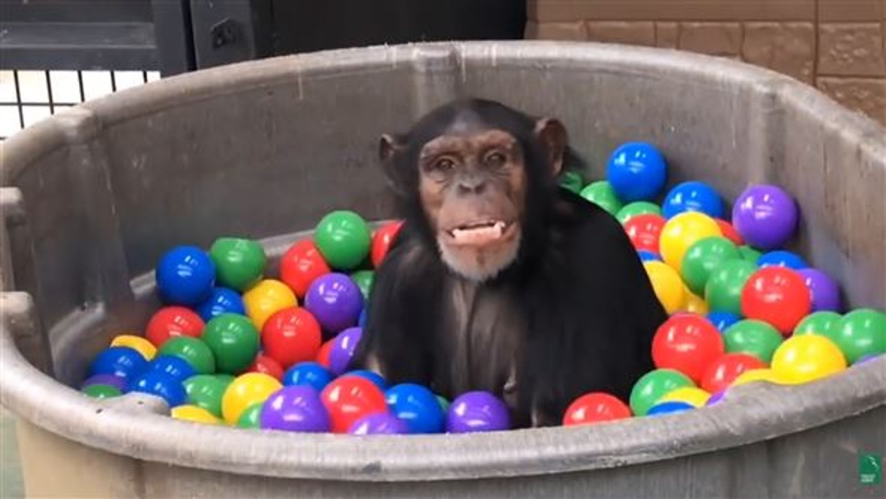 Ein sprung ins bunte becken: schimpansen im bällebad