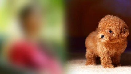 பிள்ளையின் புகைப்படத்தை வெளியிட்ட டைவர்ஸ் நடிகை- வீடியோ