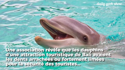 À Bali, les dauphins ont les dents limées et arrachées de force… à cause des touristes