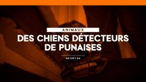 Des chiens détecteurs de punaises