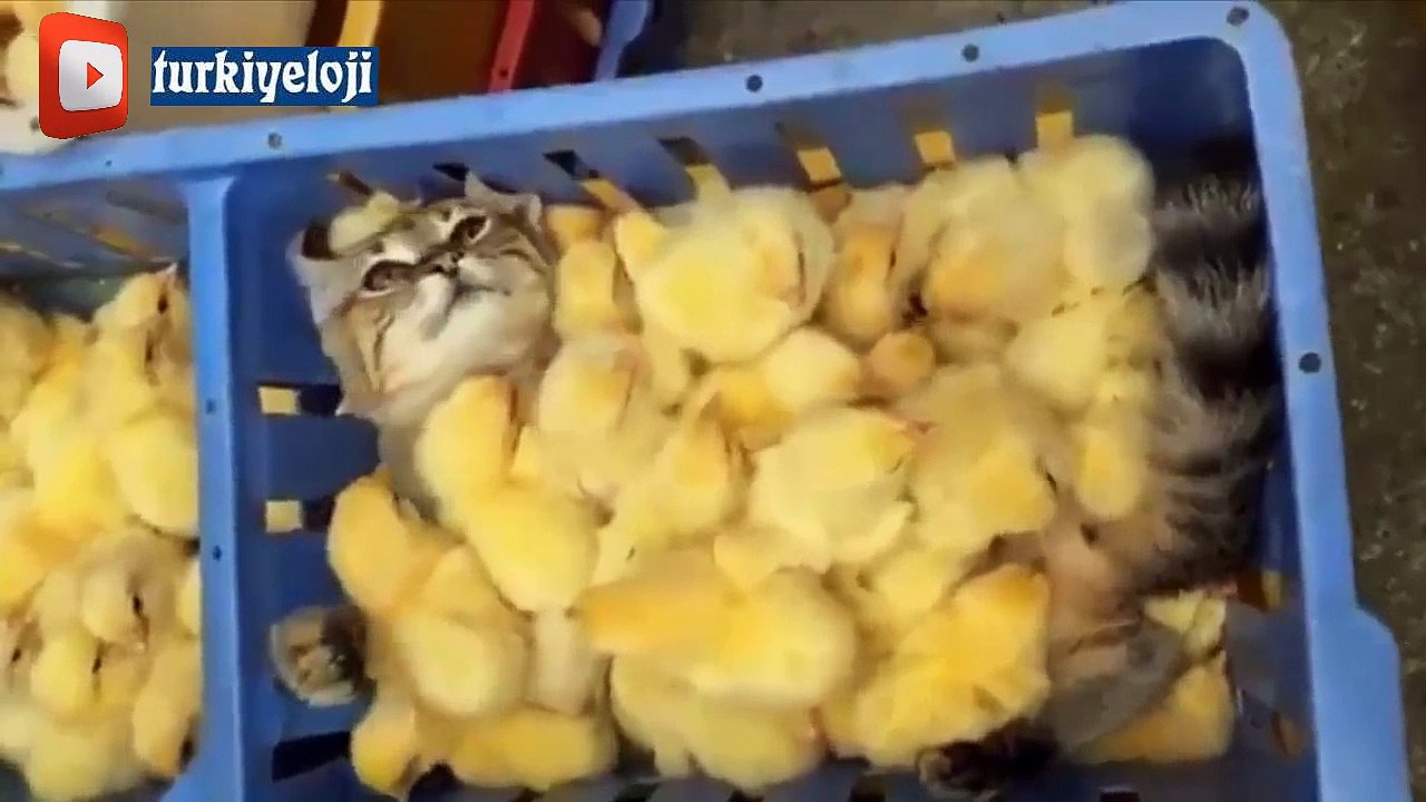 Allah'tan Kedi Oruçlu :)