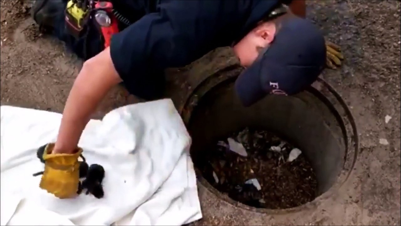 Ce pompier pense secourir 8 chiots d'un incendie mais va réaliser qu'il s'agit d'un tout autre animal