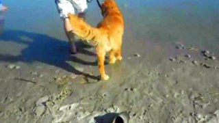 Dogs enjoying their time at the beach.