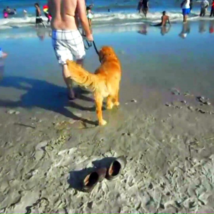 Dogs enjoying their time at the beach.