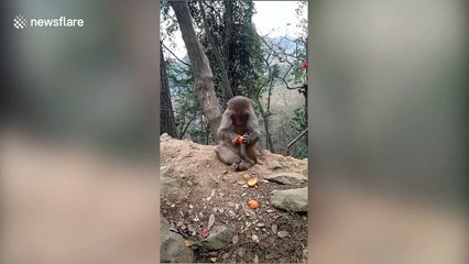 This monkey can peel tangerine better than you