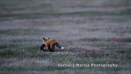 Un renard qui se fait voler sa proie par un grand pygargue à tête blanche !
