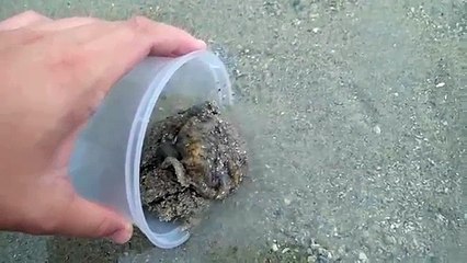 Banhista encontra polvo bebê na areia e ao devolvê-lo ao mar ele volta para agradecer