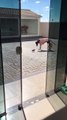 Puppy Shows Dog Who's Boss