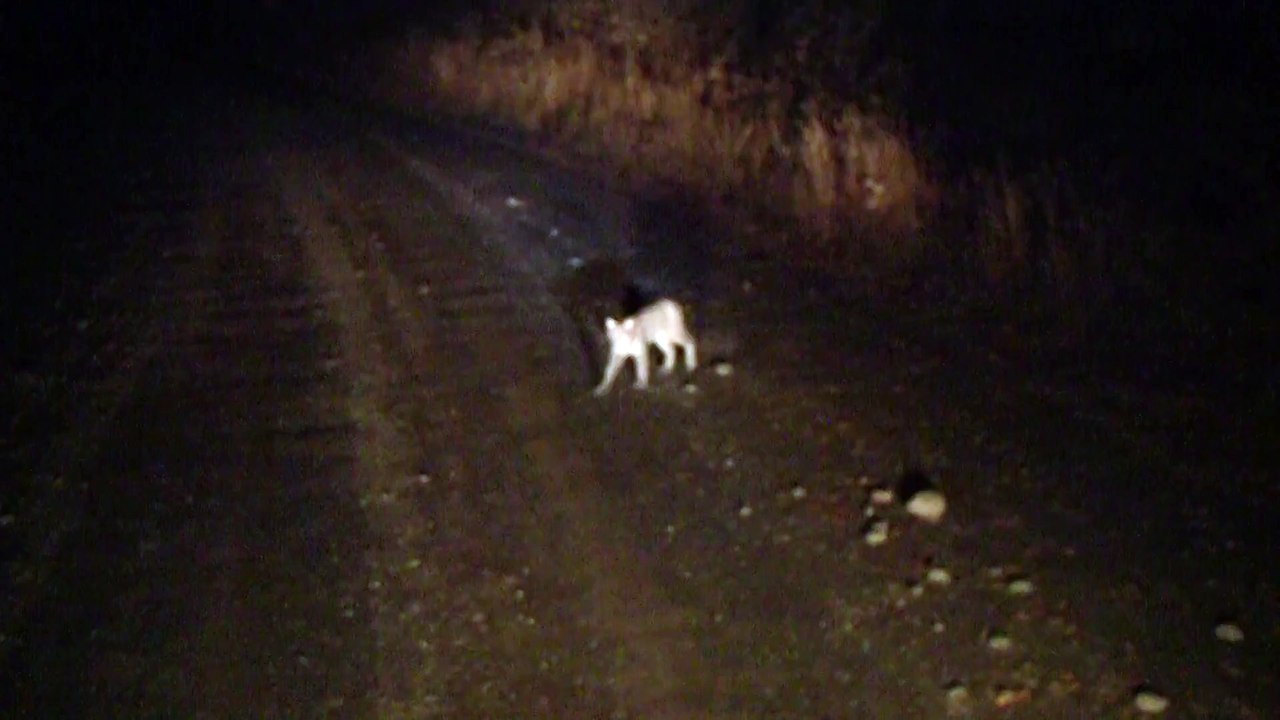 Nighttime Lynx Interaction
