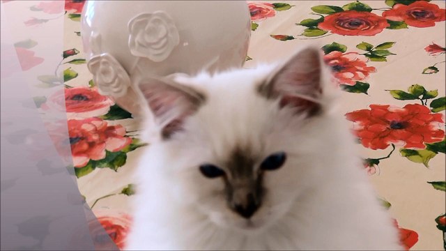 KITTEN SAPHIR sacré de Birmanie