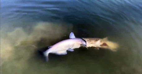 Un poisson chat bien trop gourmand