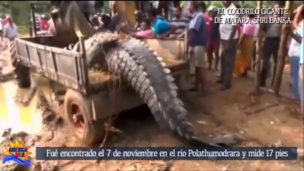 Le plus grand crocodile du Sri Lanka remis en liberté... Belle bête!