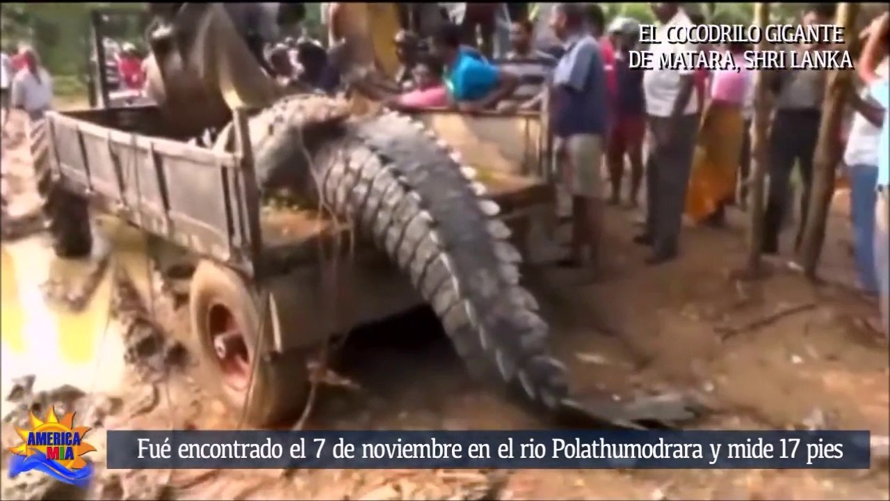 Le plus grand crocodile du Sri Lanka remis en liberté... Belle bête!