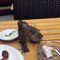 Cette maman oiseau pas timide vient  nourrir ses 2 petits sur une table de restaurant