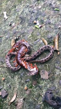Serpent contre mille-pattes géant. Terrifiant à voir